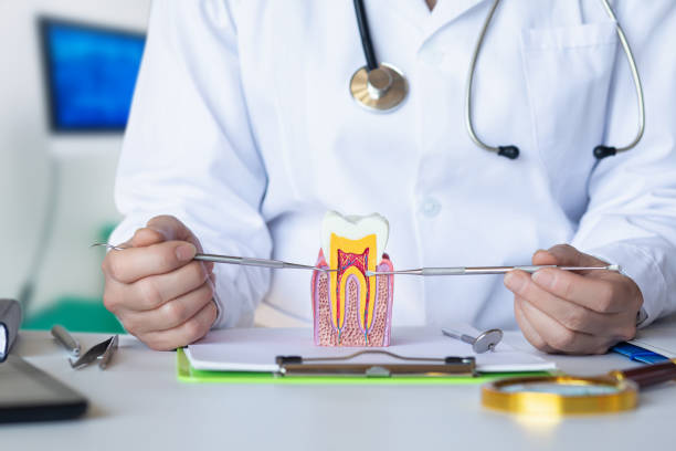 Best Broken or Chipped Tooth Repair in Elkland, PA